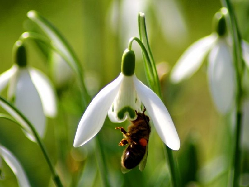Fair Maids of February